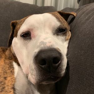 Meet your Posher, Shyla